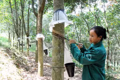 Công nhân cạo mủ cao su. (Ảnh: Đức Tưởng/TTXVN)
