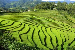 Những thửa ruộng bậc thang được tạo nên bởi bàn tay khéo léo của đồng bào các dân tộc sinh sống tại xã biên giới Sì Lở Lầu. (Ảnh: Quý Trung/TTXVN) 