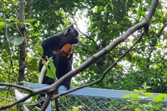 Cá thể voọc mẹ bao bọc rất kỹ cá thể voọc con mới sinh trong khu bảo tồn ngoại vi. (Ảnh: Đức Phương/TTXVN)