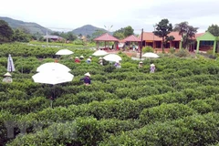 Đồi chè ở Thái Nguyên luôn hấp dẫn du khách. (Nguồn: TTXVN)