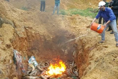 Tiêu hủy cá tầm nhập lậu. (Ảnh: Hương Thu/TTXVN)