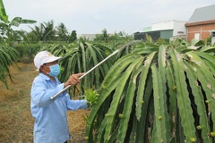 Ông Nguyễn Văn Vĩnh ở ấp Long Thành, xã Long Trì (Châu Thành, Long An) đã ứng dụng công nghệ cao vào trồng thanh long cho hiệu quả kinh tế. (Ảnh: Minh Hưng/TTXVN)