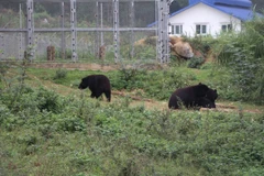 Các cá thể gấu sau khi được cứu hộ được sống ở môi trường bán hoang dã. (Ảnh: Đức Phương/TTXVN)