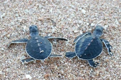 Rùa con sau khi nở được thả về biển tại Vườn quốc gia Núi Chúa. (Ảnh: Nguyễn Thành/TTXVN) 