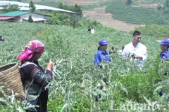 Vùng trồng atiso tại Sa Pa. (Nguồn: laocaitv.vn)