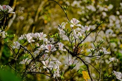 Hoa ban có màu trắng xen lẫn màu hồng.(Ảnh: Xuân Tư/TTXVN)