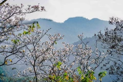 Đắm chìm trong mùa hoa ban bung nở trên khắp núi rừng Tây Bắc