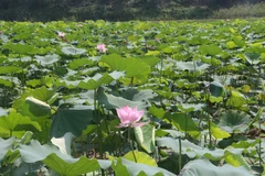 Hợp tác xã nông nghiệp Sen quê Bác trồng 65 giống sen khác nhau trên diện tích 120ha vừa mang lại giá trị kinh tế cao vừa phục vụ du lịch. (Ảnh: Bích Huệ/TTXVN) 