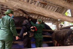 Bộ đội Đồn biên phòng Y Tý (Bát Xát, Lào Cai) giúp dân che chắn chuồng tránh rét cho đàn trâu. (Ảnh: Quốc Khánh/TTXVN)