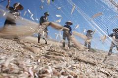 Ảnh chỉ có tính minh họa. (Nguồn: TTXVN)