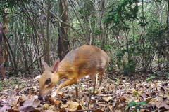 Loài Cheo lưng bạc Việt Nam (tên khoa học Tragulus versicolor) tại Khu Dự trữ Sinh quyển Núi Chúa là loài động vật hơn 30 năm qua chưa có hình ảnh hay thông tin phát hiện tại khu vực cụ thể ở Việt Nam. (Ảnh: TTXVN phát) 