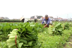 Thu hoạch rau xanh tại Hà Nội. (Ảnh: Vũ Sinh/TTXVN)
