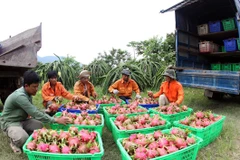 Ảnh minh họa. (Nguồn: TTXVN)