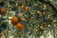 Sản lượng cam của Hòa Bình dự kiến từ 17.000 đến 18.000 tấn. (Ảnh: Trọng Đạt/TTXVN) 