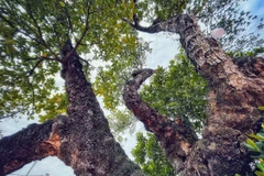 [Photo] Lạ lùng 'cụ' mít 500 tuổi có hình dáng cổ quái ở Hà Nội