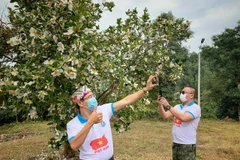 [Photo] Du lịch Bình Liêu: ‘Sắc màu hoa sở-Đông Bắc mùa Xuân về’ 