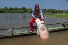 Ngư dân bắt một con cá Hải tượng long trên sông Amazon. (Nguồn: National Geographic)