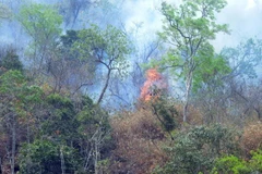 Vụ cháy rừng tại bản Na Pản, xã Chiềng Đông, huyện Yên Châu, tỉnh Sơn La. (Ảnh minh họa: Quang Quyết/TTXVN)