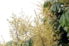 Mùa hoa nhãn Hưng Yên bung nở