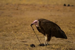 Một con kền kền ăn phân chó hoang châu Phi ở Công viên quốc gia South Luangwa của Zambia. (Nguồn: Nature Picture Library)