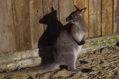 Cá thể chuột túi wallaby được chăm sóc tại Trung tâm Cứu hộ Bảo tồn và Phát triển Sinh vật Hoàng Liên thuộc Vườn quốc gia Hoàng Liên. (Nguồn: Đại sứ quán Australia tại Việt Nam)