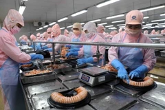 Chế biến tôm xuất khẩu ở nhà máy của Tập đoàn Thuỷ sản Minh Phú. (Ảnh: Vũ Sinh/TTXVN)