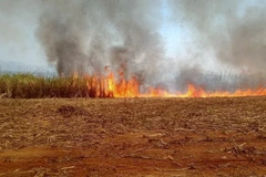 Diện tích mía bị cháy. (Ảnh: Dư Toán/TTXVN)