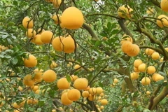 Bưởi Diễn mùa thu hoạch - điểm check-in độc đáo