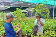 Cây sầu riêng giống tăng từ 10.000đ lên 30.000đ/cây. (Ảnh: K GỬIH/TTXVN)