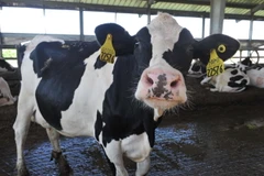 Bò sữa được nuôi tại trang trại ở Porterville, California, Mỹ. (Ảnh: AFP/TTXVN)