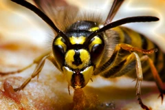 Ảnh minh họa. (Nguồn: Nenad Druzic)