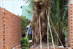 (Ảnh minh họa: Phan Tuấn Anh/TTXVN)