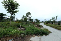 (Ảnh minh họa: Phan Tuấn Anh/TTXVN)