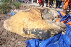 Một xác cá voi 10 tấn trôi vào vùng biển Bạc Liêu. (Ảnh: Nhật Bình/TTXVN)