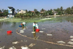 Dùng phao quây kết hợp với giấy thấm dầu, chất thấm dầu phân hủy sinh học để tiến hành thu gom làm sạch. (Ảnh minh họa: Hoa Mai/TTXVN)