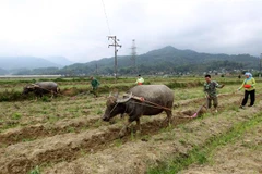 (Ảnh minh họa: Quốc Khánh/TTXVN)