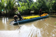 (Ảnh minh họa: Duy Khương/TTXVN)