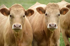 Ảnh minh họa. (Nguồn: polandin.com)