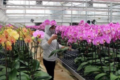 Chăm sóc lan hồ điệp. (Ảnh minh họa. Nguồn: TTXVN)