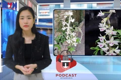 [Audio] Lan đột biến... 'có biến': Nghi vấn chủ vườn ôm tiền bỏ trốn