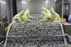 Chế biến sản phẩm tôm xuất khẩu tại nhà máy của Tập đoàn Thủy sản Minh Phú tỉnh Cà Mau. (Ảnh: Vũ Sinh/TTXVN)