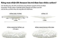 Rừng mưa nhiệt đới Amazon lưu trữ bao nhiêu carbon?