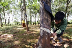 Khai thác mủ cao su. (Ảnh minh họa: Trần Việt/TTXVN)
