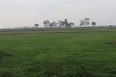 Đồng ruộng tại xã Phú Xuân, huyện Bình Xuyên (Vĩnh Phúc) rộng hàng trăm ha, phần lớn bị bỏ hoang. (Ảnh: Nguyễn Trọng Lịch/TTXVN)