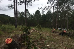 Một vụ phá rừng ở Lâm Đồng. (Ảnh: Đặng Tuấn/TTXVN)