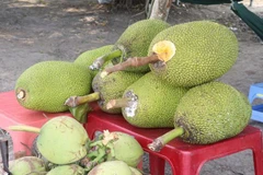 Ảnh minh họa. (Nguồn: TTXVN)