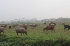 Đồng ruộng tại xã Phú Xuân, huyện Bình Xuyên rộng hàng trăm ha, phần lớn bị bỏ hoang. (Ảnh: Nguyễn Trọng Lịch/TTXVN)