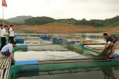Cá hồ Thác Bà đã được Cục Sở hữu trí tuệ (Bộ Khoa học và Công nghệ) cấp giấy chứng nhận nhãn hiệu 'Cá hồ Thác Bà đặc sản Yên Bái' từ năm 2019. (Ảnh: Tiến Khánh/TTXVN)