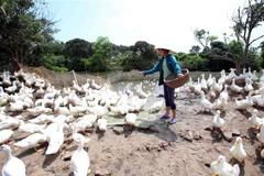 Ảnh minh họa. (Nguồn: TTXVN)