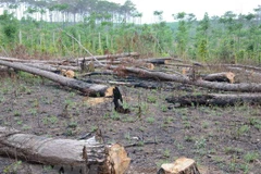 Ảnh minh họa. (Nguồn: TTXVN)